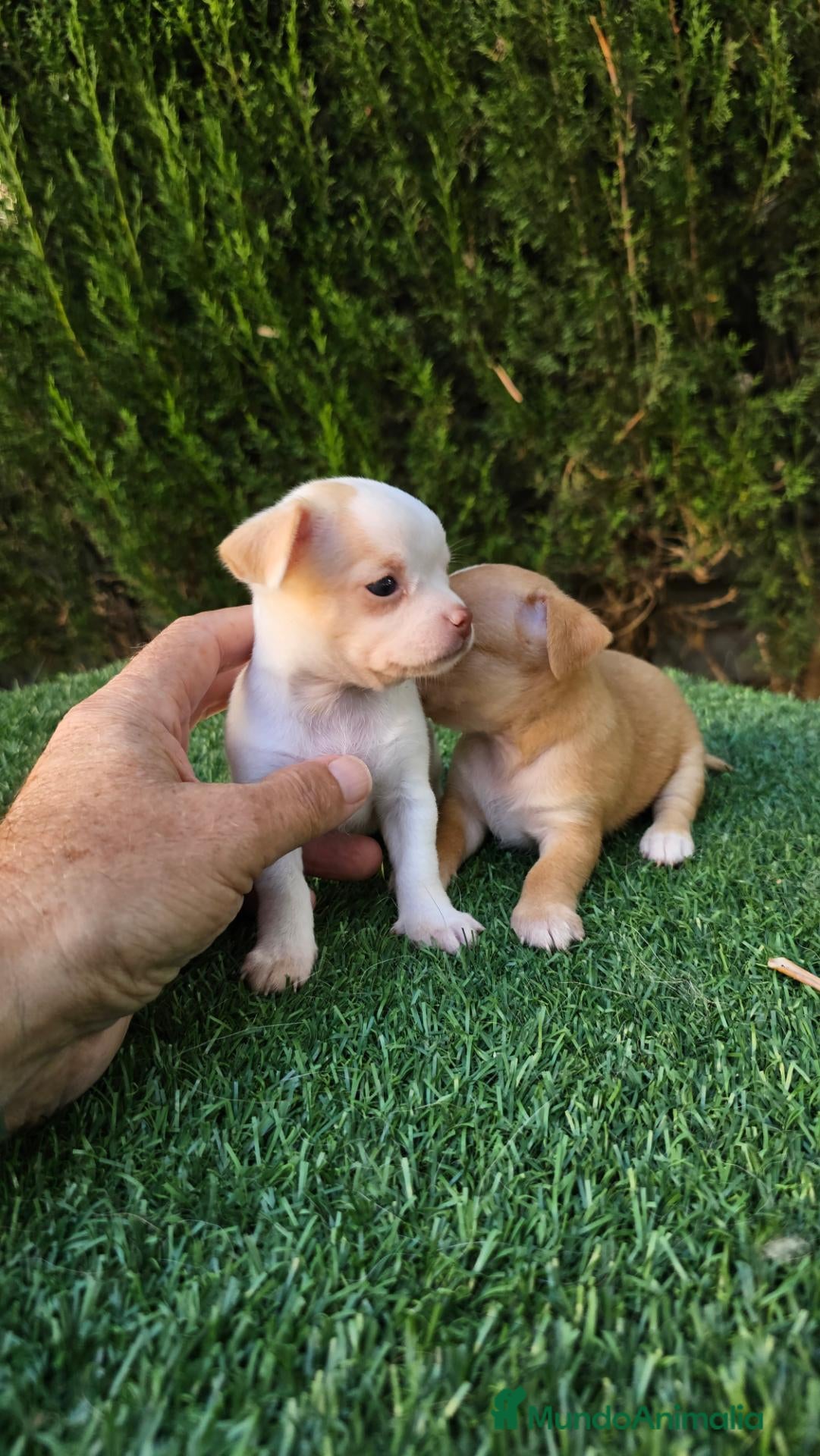 Chihuahua perros Chihuahuas mini  - Anuncio 1
