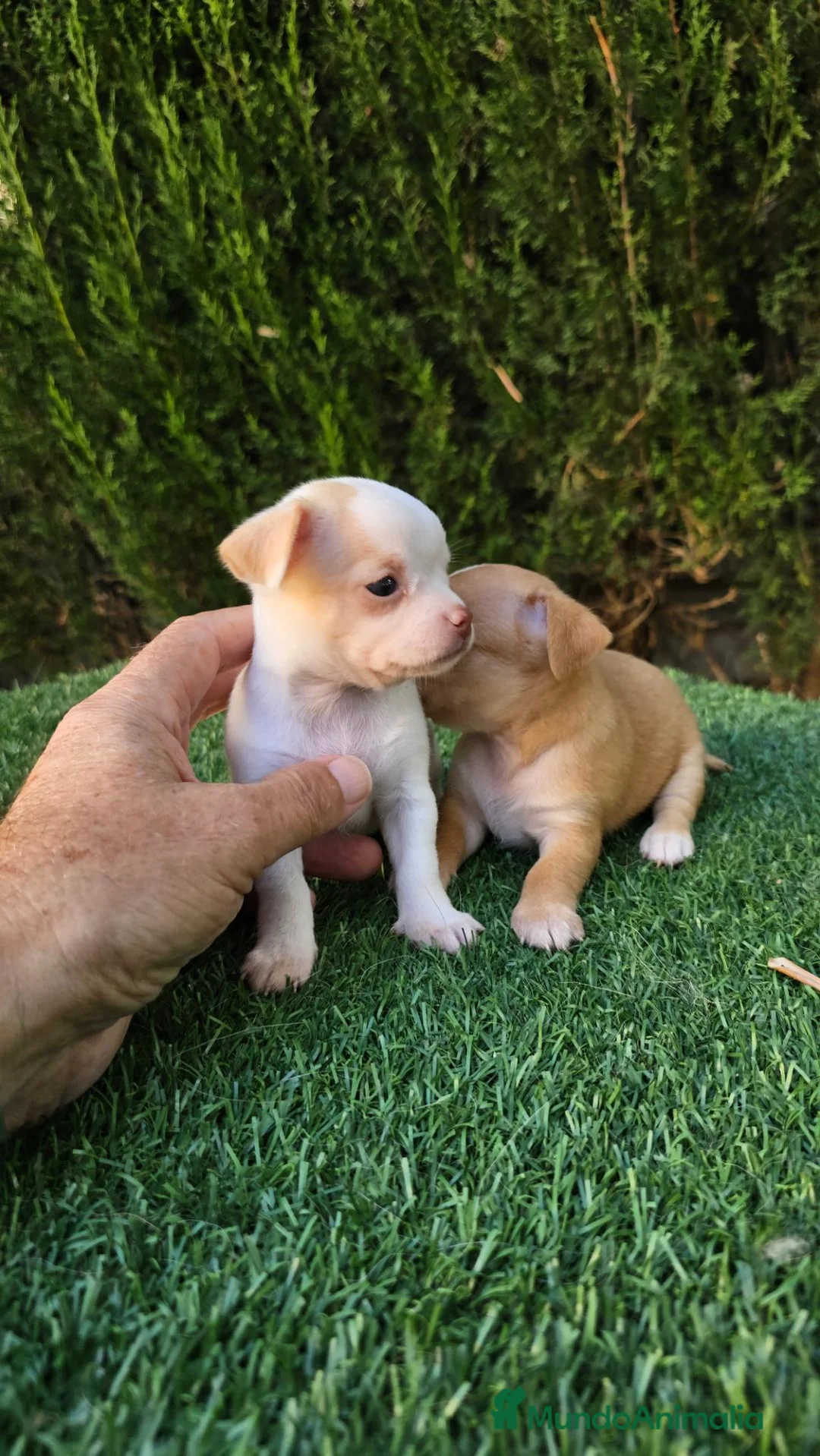 Chihuahua perros en venta: Chihuahuas mini  - Anuncio 1