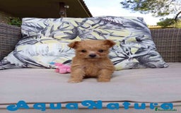 Caniche Toy perros en venta:  Caniche Hembra 2 de Estela y King AQUANATURA - Imagen 7