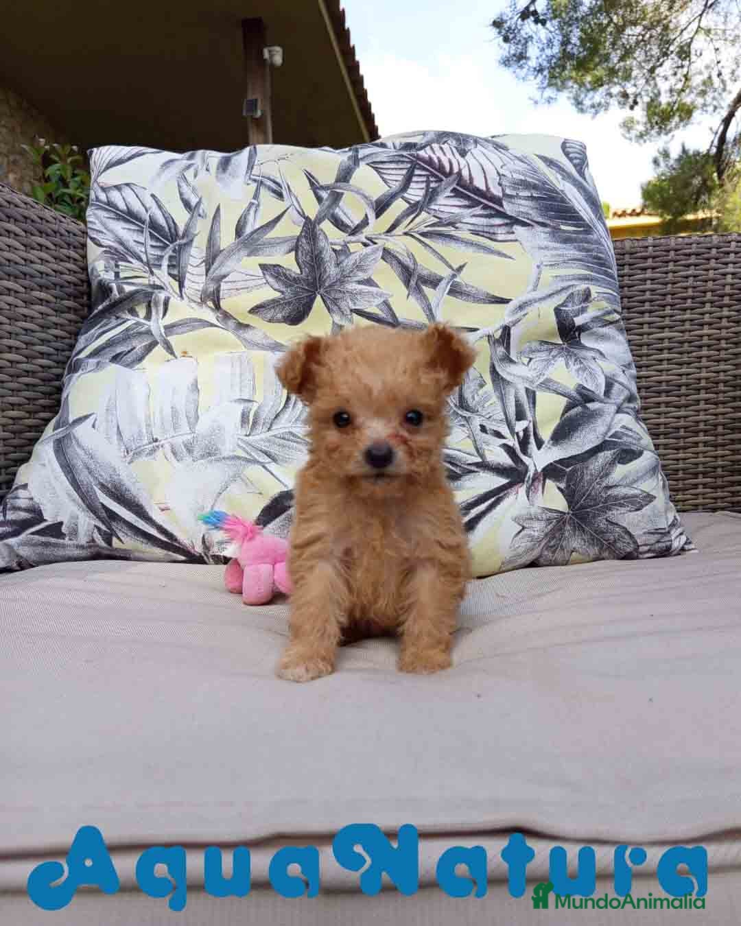 Caniche Toy perros en venta:  Caniche Hembra 2 de Estela y King AQUANATURA - Imagen 7