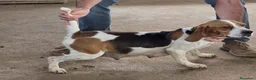 Beagle perros en venta: Cachorros Beagle  - Anuncio 6
