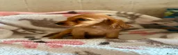 Cocker Spaniel Inglés perros en venta: CACHORRAS COCKER INGLÉS DORADAS  - Anuncio 3