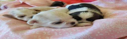 Shih Tzu perros en venta: Shih tzu - Anuncio 4