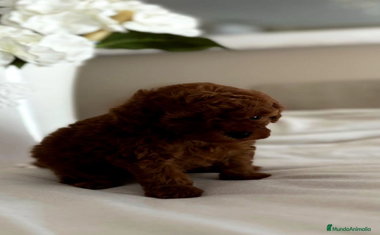 Caniche Toy perros en venta - Anuncio 2