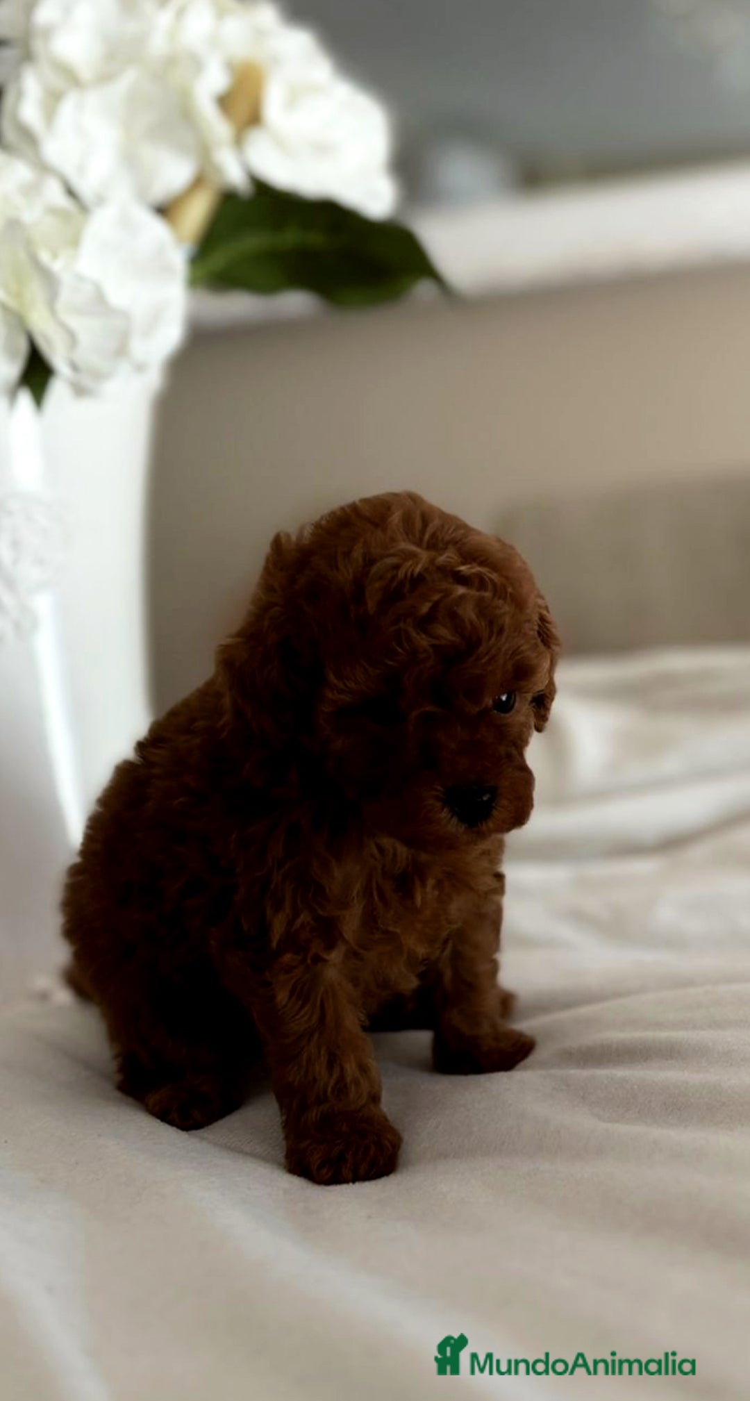 Caniche Toy perros en venta: Exclusiva hembra Tea cup, roja intensa  - Imagen 1