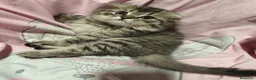 Scottish Fold gatos en venta: Scottish fold en Valencia - Anuncio 2