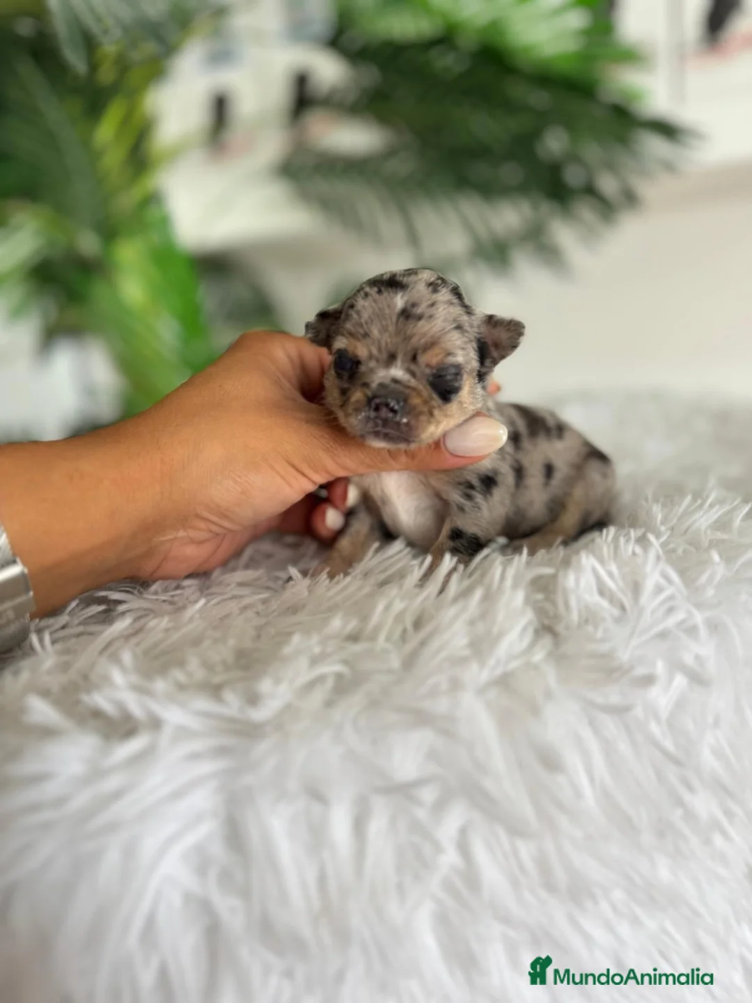 Chihuahua perros en venta: CHIHUAHUA  - Anuncio 1