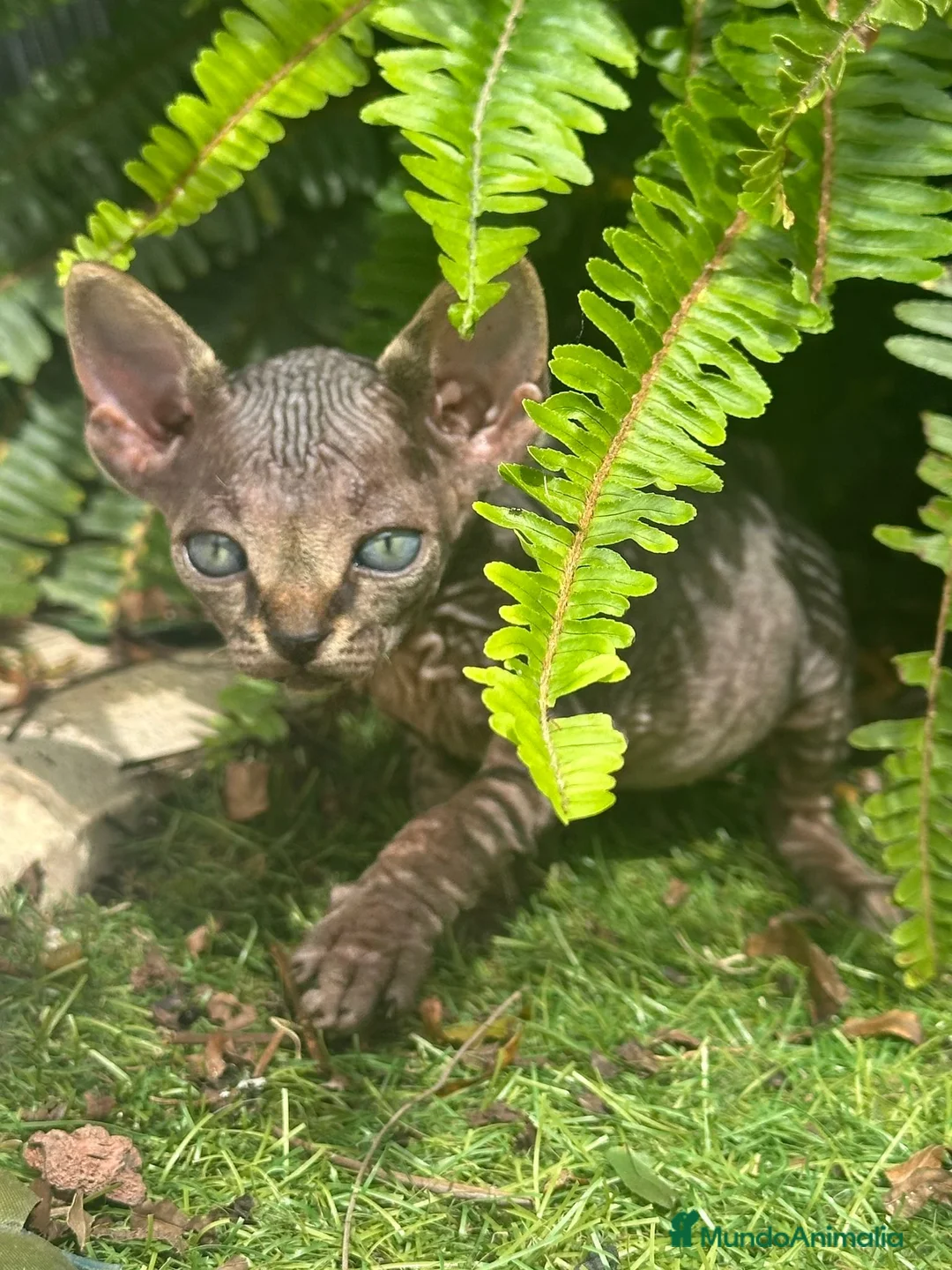 Sphynx gatos en venta: SPHYNX BLUE TABBY en Madrid - Anuncio 9