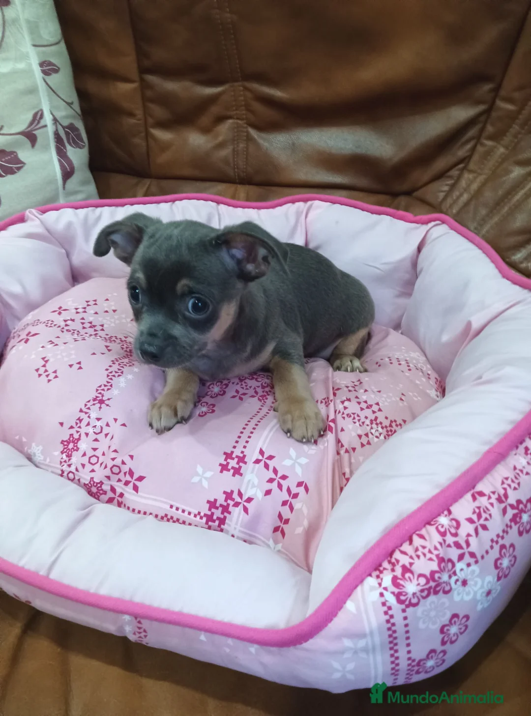 Chihuahua perros en venta: CHIHUAHUA TOY - Anuncio 2