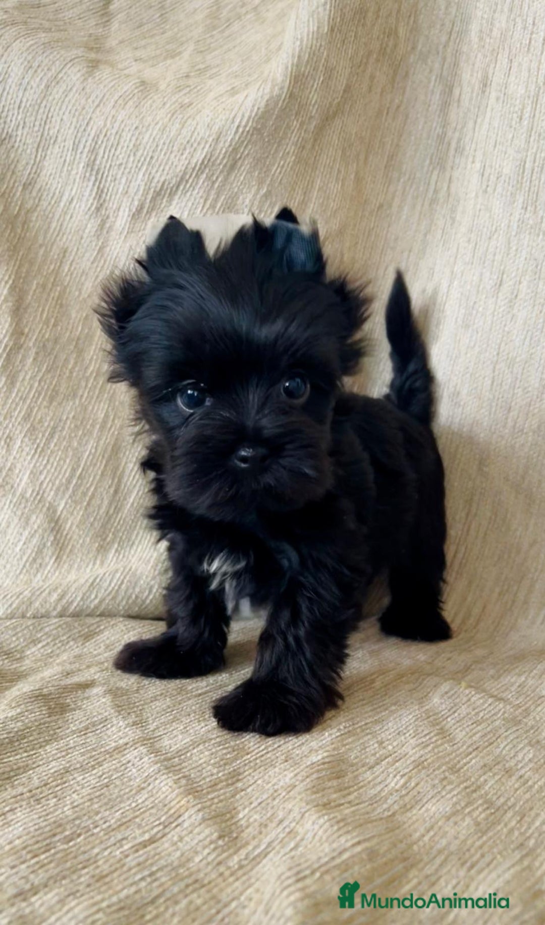 Biewer Yorkshire Terrier a la Pom Pon perros en venta: Cachorros yorkshire black miniatura  - Imagen 3