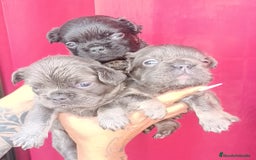 Bulldog Francés perros en venta: Bulldog francés Big rope fluffy y fluffys  - Imagen 1