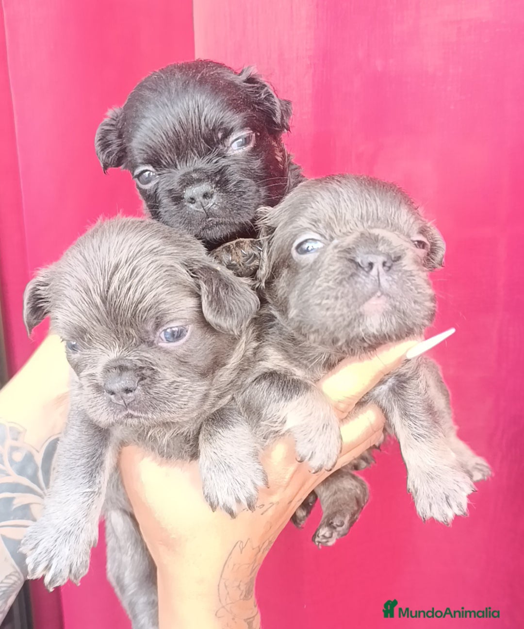 Bulldog Francés perros en venta: Bulldog francés Big rope fluffy y fluffys  - Imagen 1