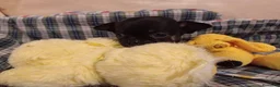 Chihuahua perros en venta: Chihuahuas micro toy máxima calidad - Anuncio 21