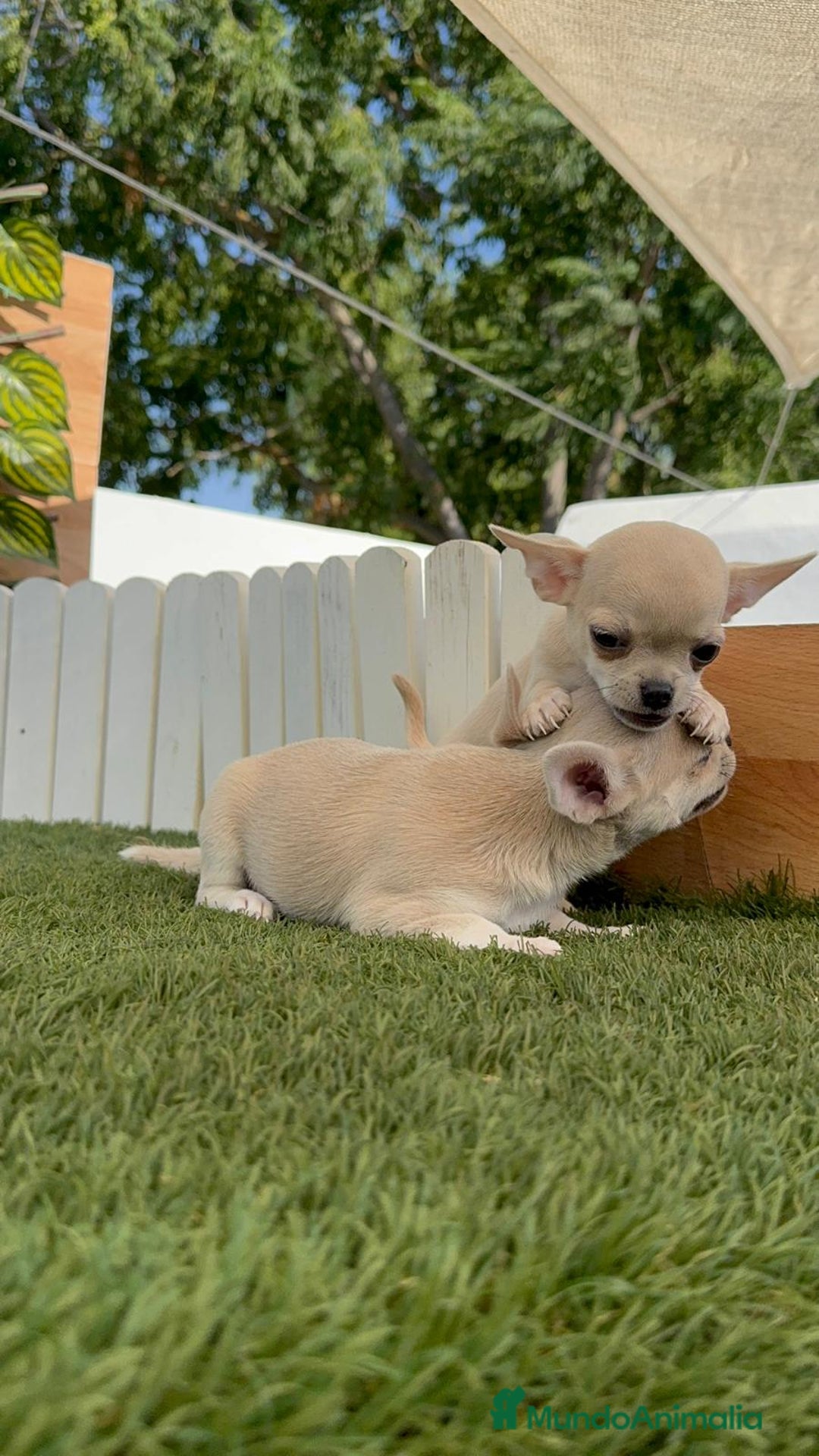 Chihuahua perros en venta: CHIHUAHUA MACHO - Imagen 21