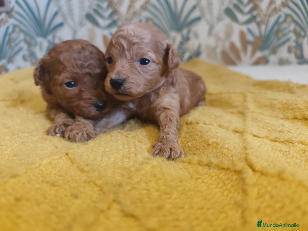 Caniche Toy perros en venta: 🐾 CANICHE TOY HEMBRA APRICOT – CRIADA CON AMOR 🐾 - Anuncio 6