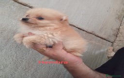 Pomerania perros en venta: POMERANIAS LULUS CALIDAD Y SELECCIÓN  - Imagen 11