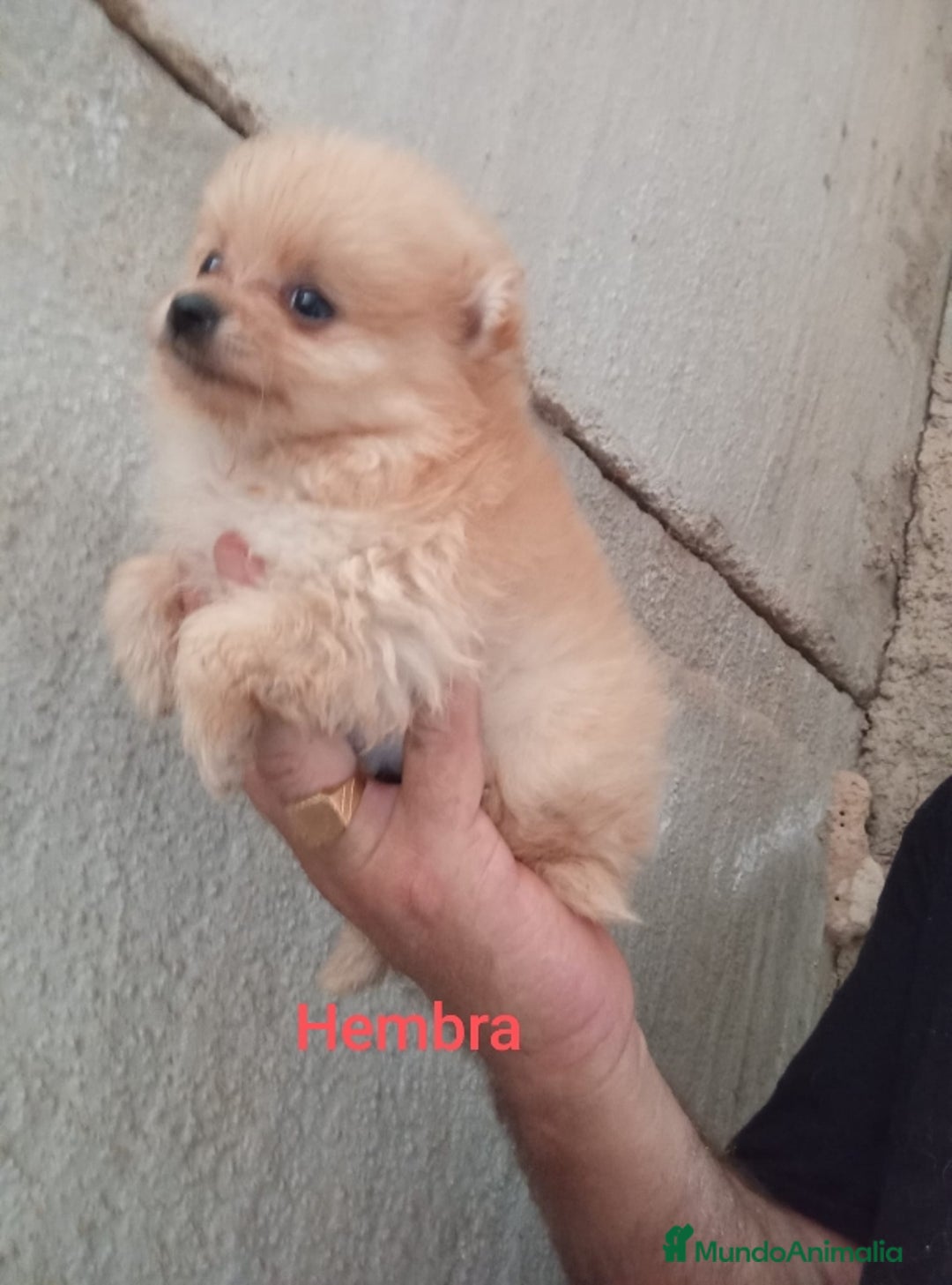 Pomerania perros en venta: POMERANIAS LULUS CALIDAD Y SELECCIÓN  - Imagen 11