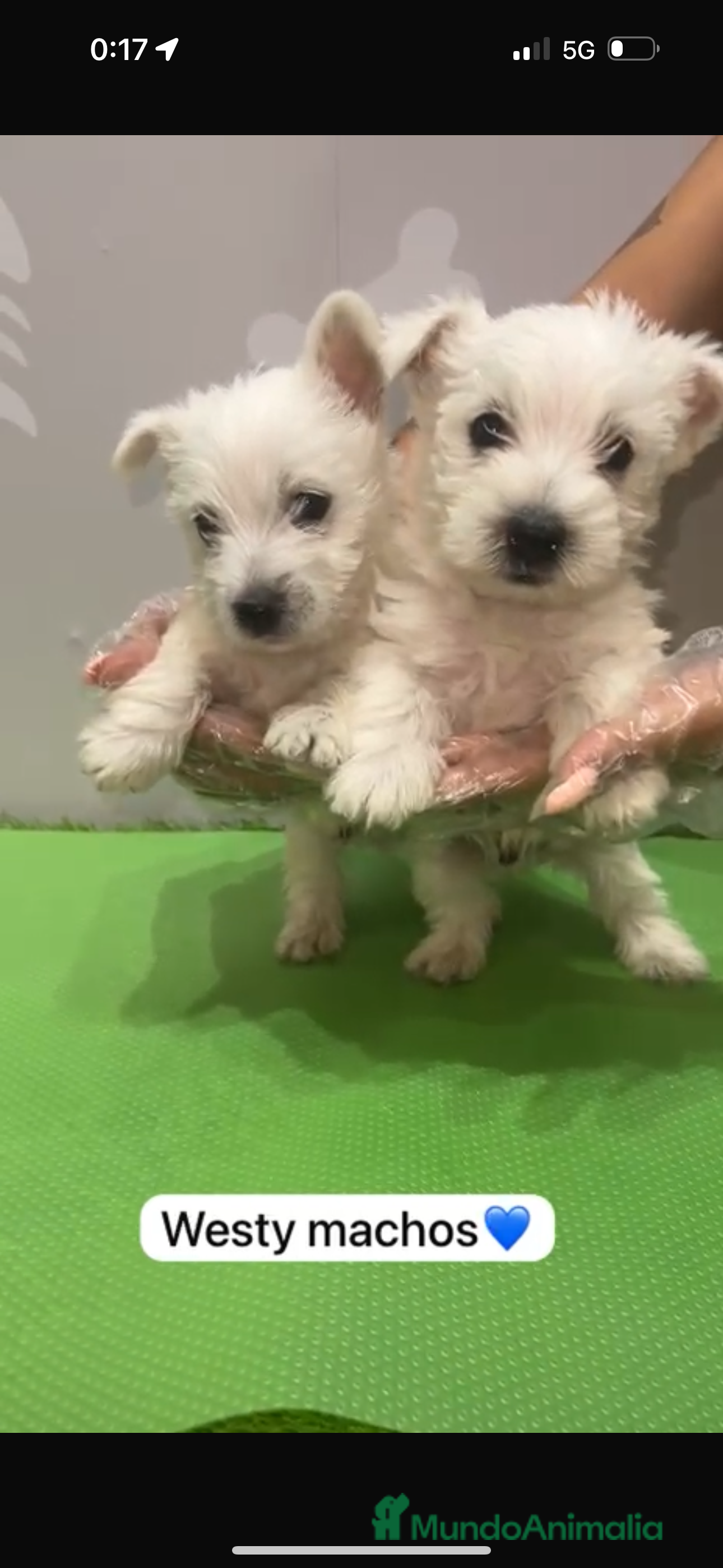 West Highland White Terrier perros Westy macho - Anuncio 2