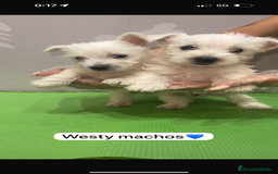 West Highland White Terrier perros en venta: Westy macho - Imagen 2