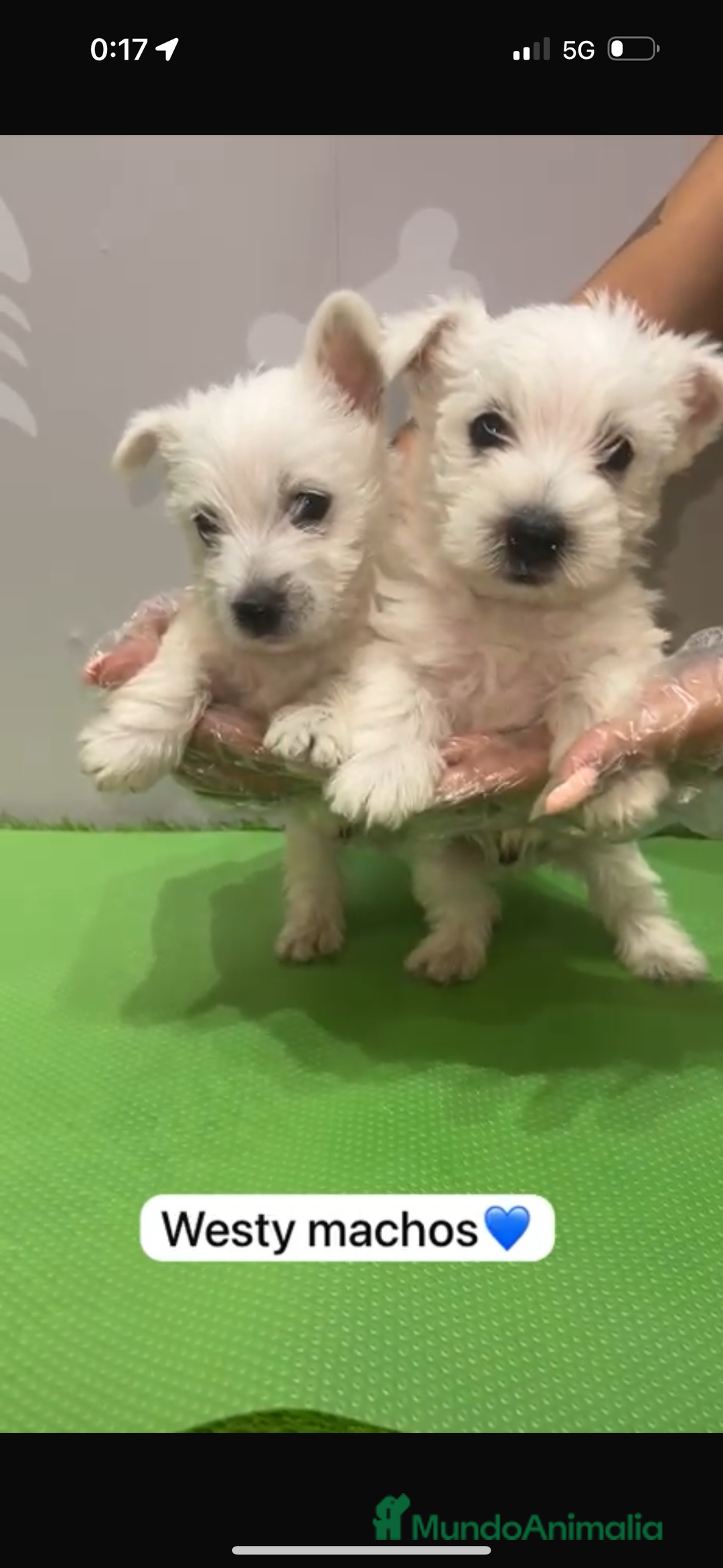 West Highland White Terrier perros en venta: Westy macho - Imagen 2
