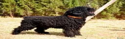 Perro de Agua Español perros en venta: CAMADA DE PERRO DE AGUA ESPAÑOL  - Anuncio 23