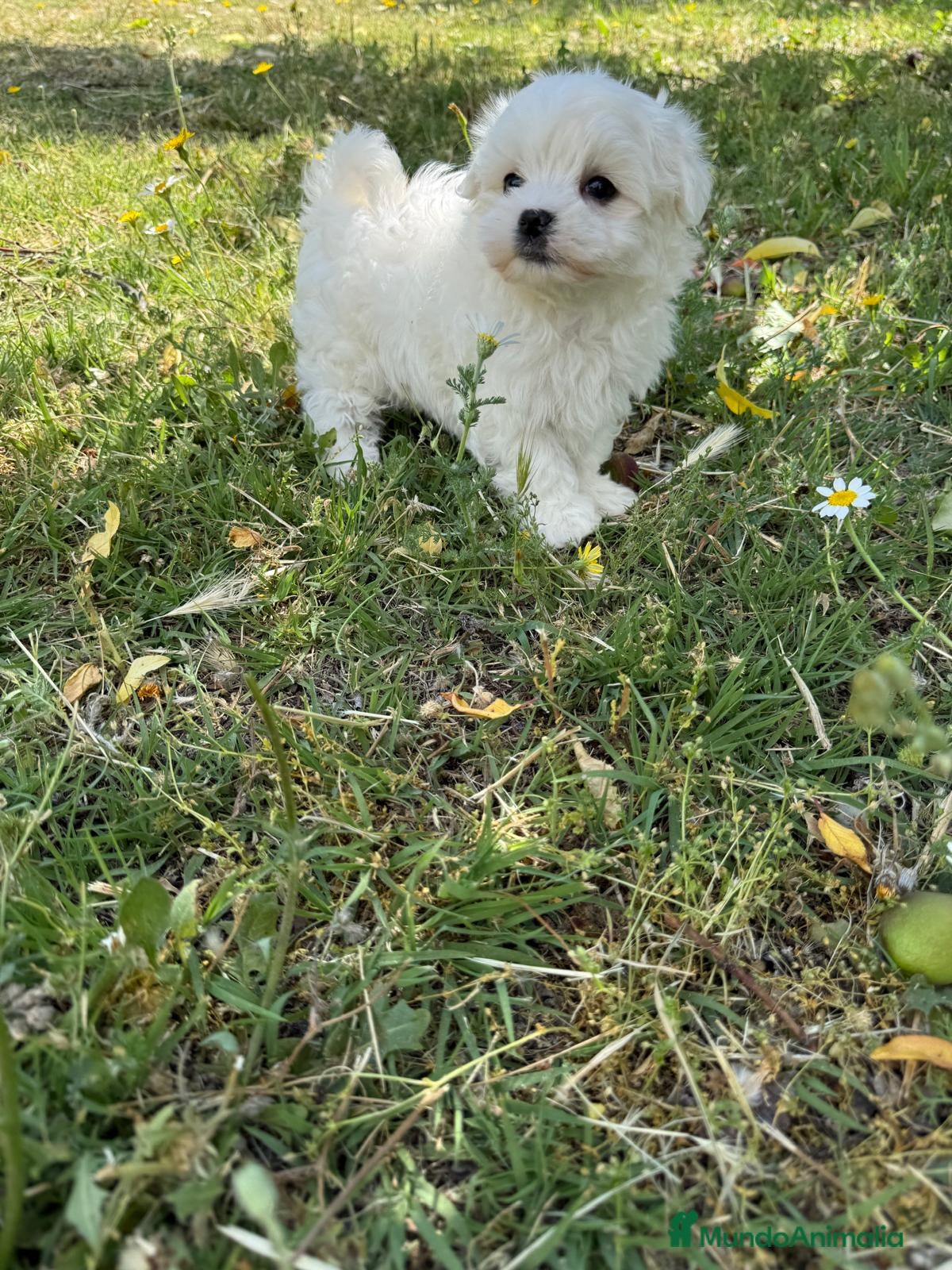 Bichón Maltés perros en venta: Bichon maltés excelentes lineas !!! - Anuncio 4