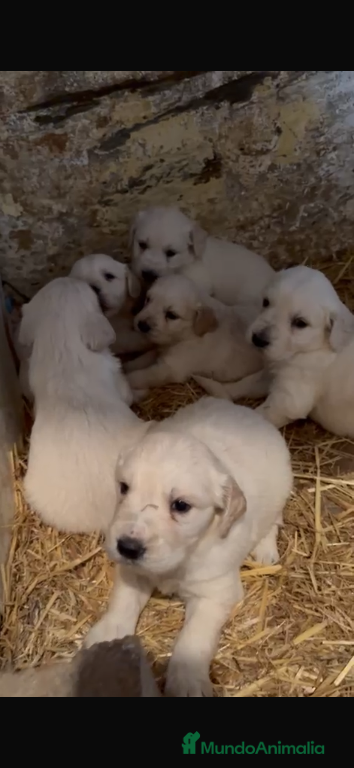 Golden Retriever perros Preciosos cachorros de golden retriever disponible - Anuncio 2