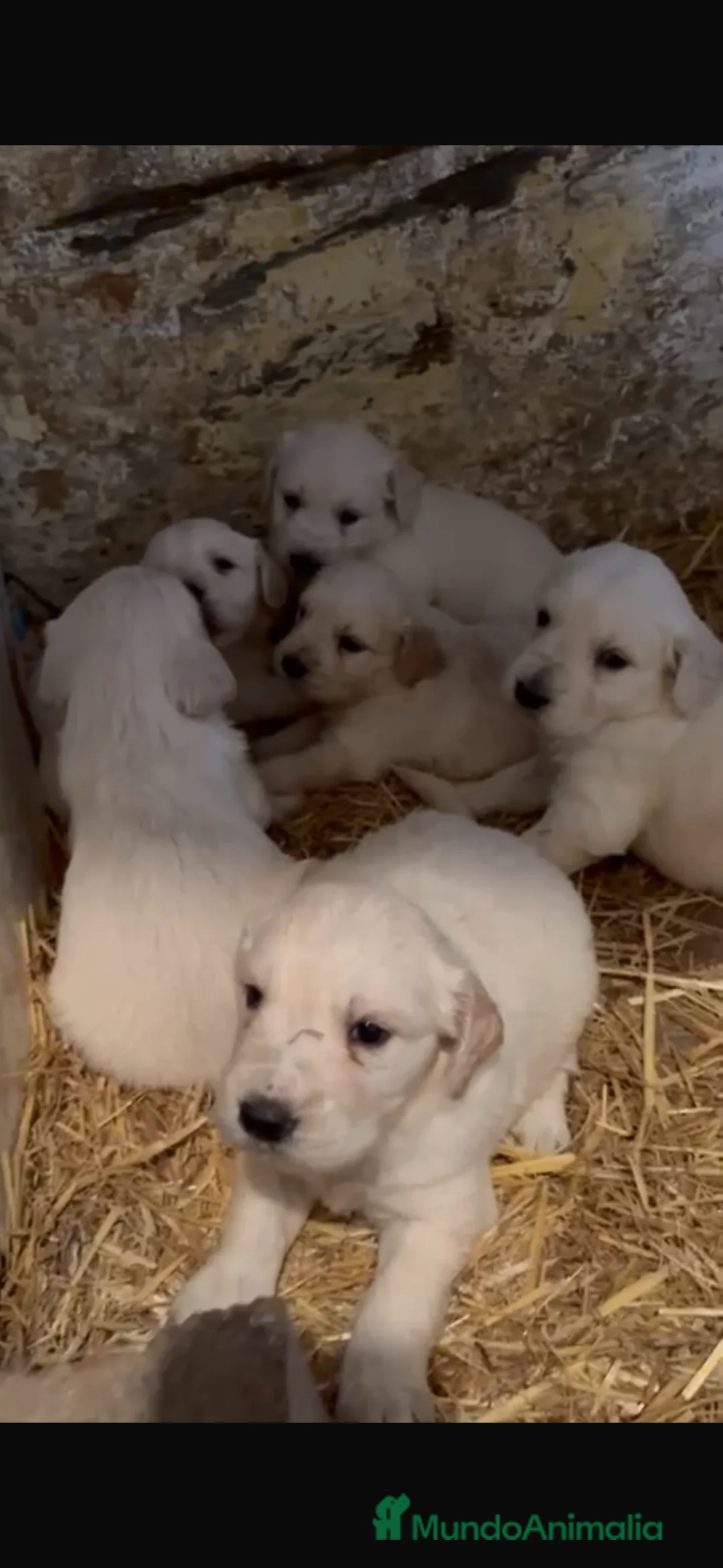 Golden Retriever perros en venta: Preciosos cachorros de golden retriever disponible - Anuncio 1