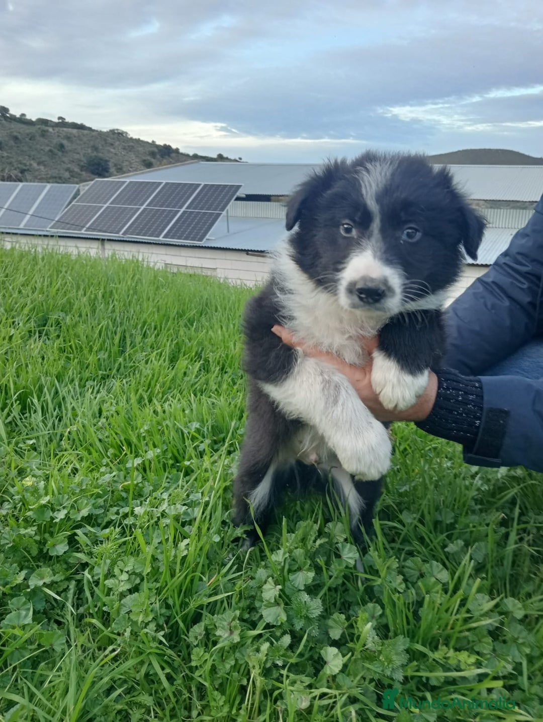Border Collie perros en venta: Border collie  - Anuncio 1
