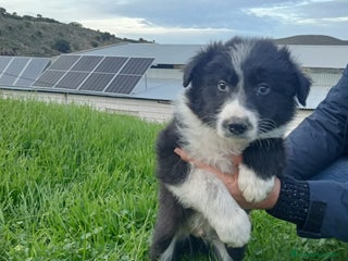 Border Collie perros Border collie - Anuncio 1