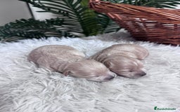 Maltipoo perros en venta: MALTIPOO - Anuncio 14