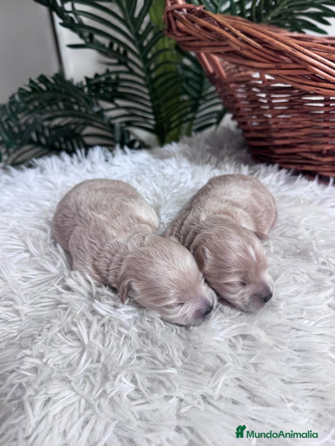 Maltipoo perros en venta: MALTIPOO - Anuncio 14