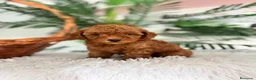 Caniche Toy perros en venta: CANICHE TOY  - Anuncio 18