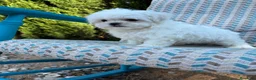 Bichón Maltés perros en venta: Bichon Maltés toy tacita de té  - Anuncio 4