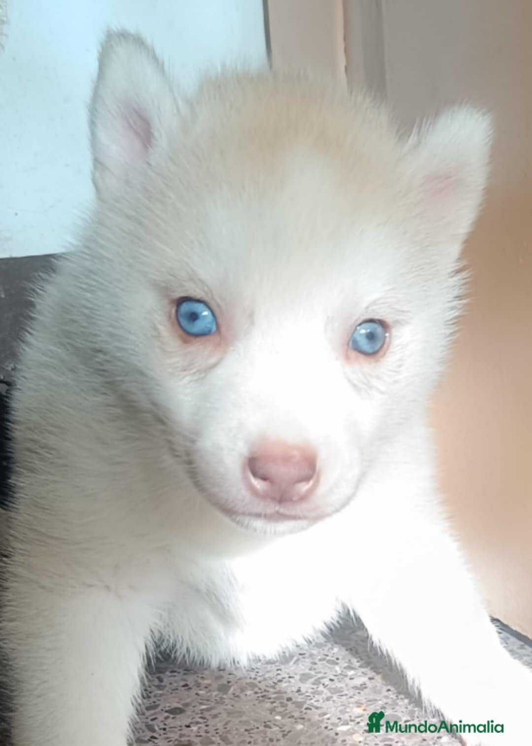 Husky Siberiano perros en venta: Camada husky siberiano  - Anuncio 3