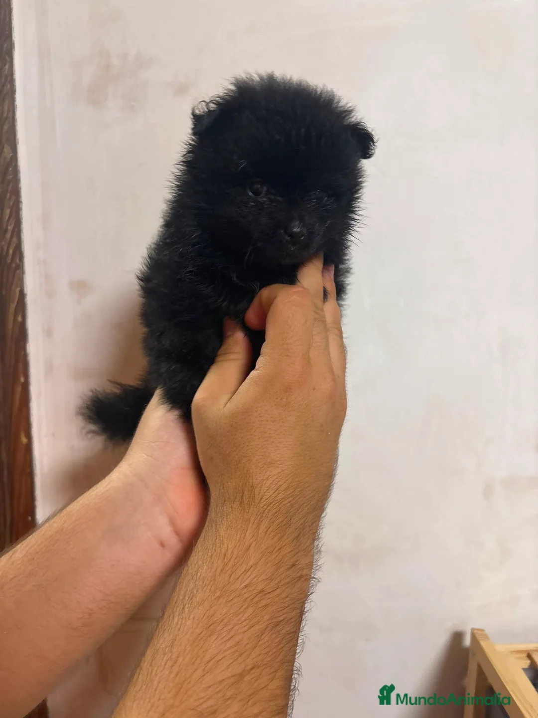 Pomerania perros en venta: Cachorros de Lulú de Pomerania - Anuncio 2