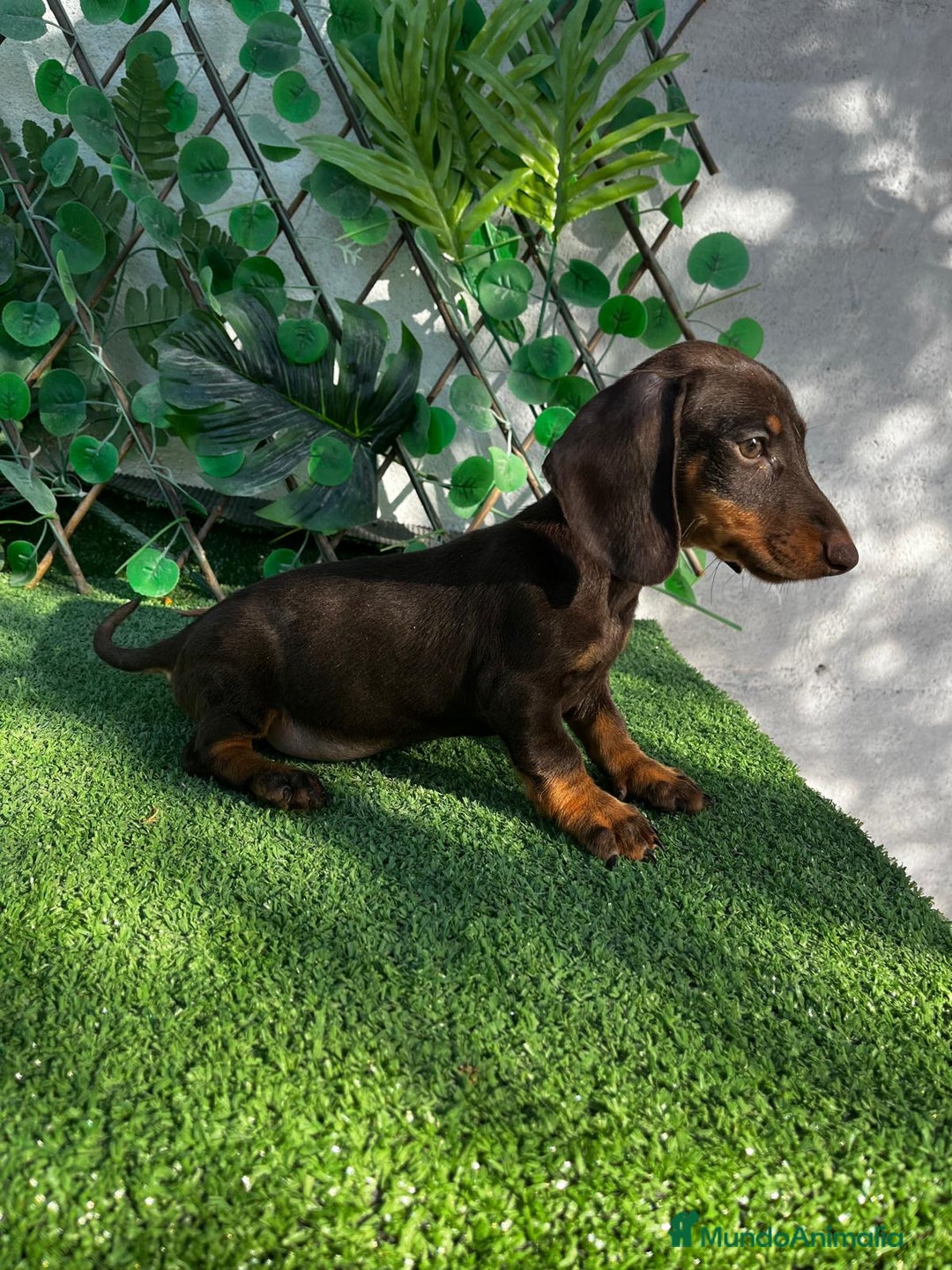 Teckel perros en venta: 🐶🌭¡Disponibles dos cachorros Teckel machos!🌭🐶 - Imagen 1