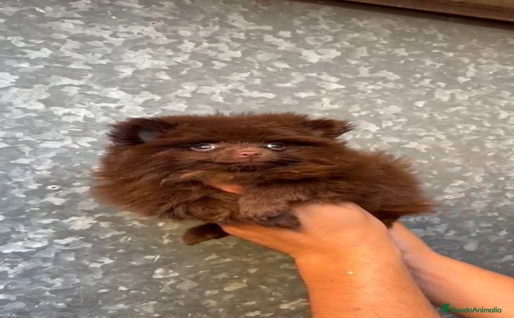 Pomerania perros - Anuncio 1