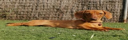 Teckel perros en venta: TECKEL ROJO MACHO en Madrid - Anuncio 5