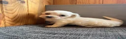 Bichón Maltés perros en venta: Cachorros Bichón Maltés Pedigree - Anuncio 4