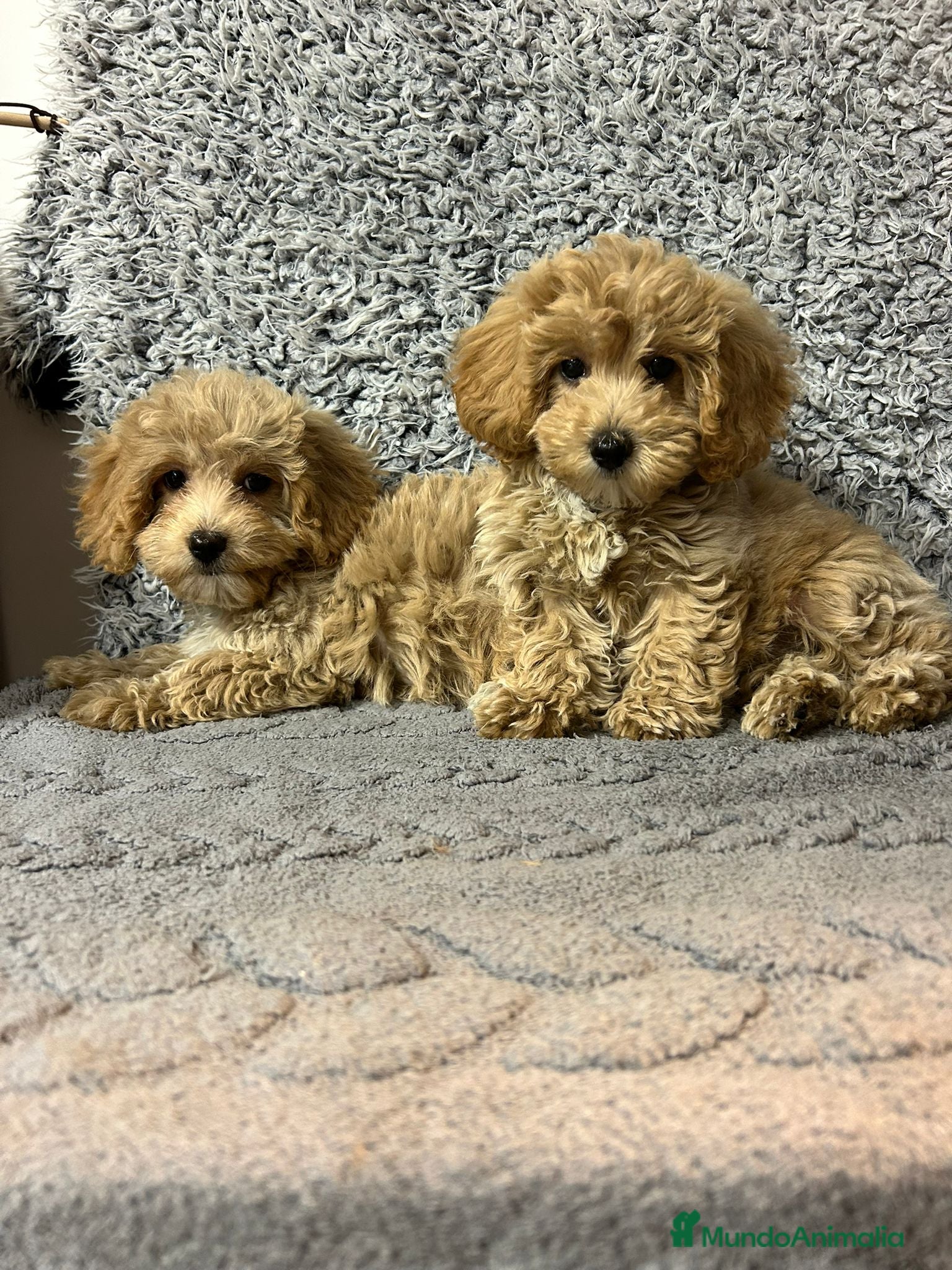 Maltipoo perros en venta: Maltipoo mini - Anuncio 2