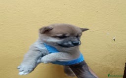 Shiba Inu perros en venta: Cachorros de Shiba Inu - Imagen 5