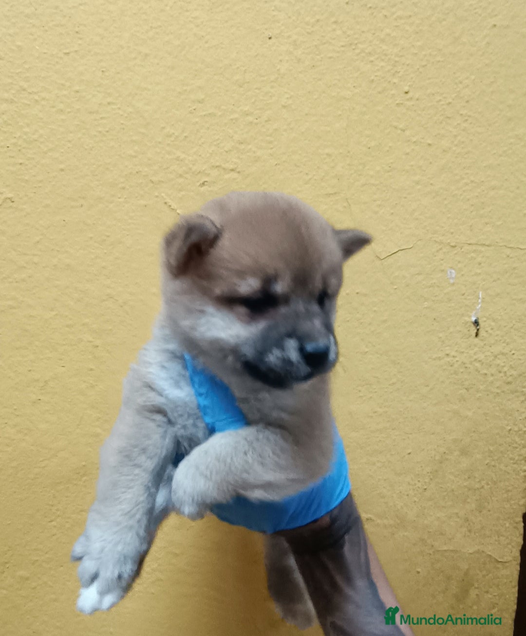 Shiba Inu perros en venta: Cachorros de Shiba Inu - Imagen 5