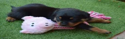 Rottweiler perros en venta: PRECIOSOSOS CACHORRITOS ROTTWEILER - Anuncio 4