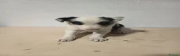 Border Collie perros en venta: BORDE COLLIE - Anuncio 4
