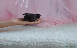 Chihuahua perros en venta: Chihuahua pelo largo  - Imagen 2