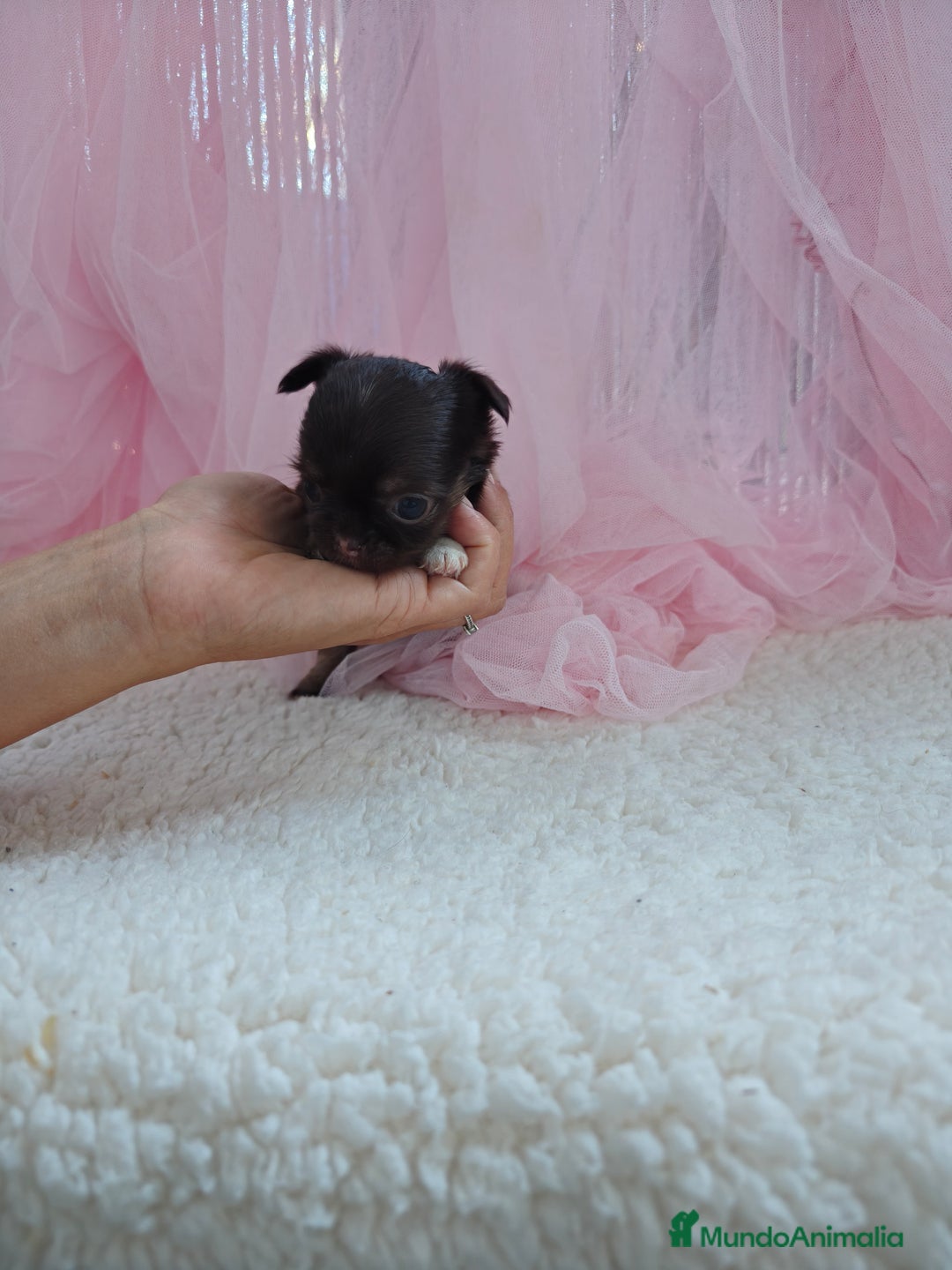 Chihuahua perros en venta: Chihuahua pelo largo  - Imagen 2