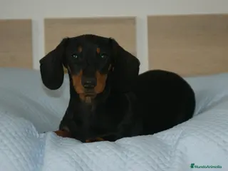 Teckel Miniatura perros CACHORRITO DE TECKEL MINI N/F - Anuncio 1