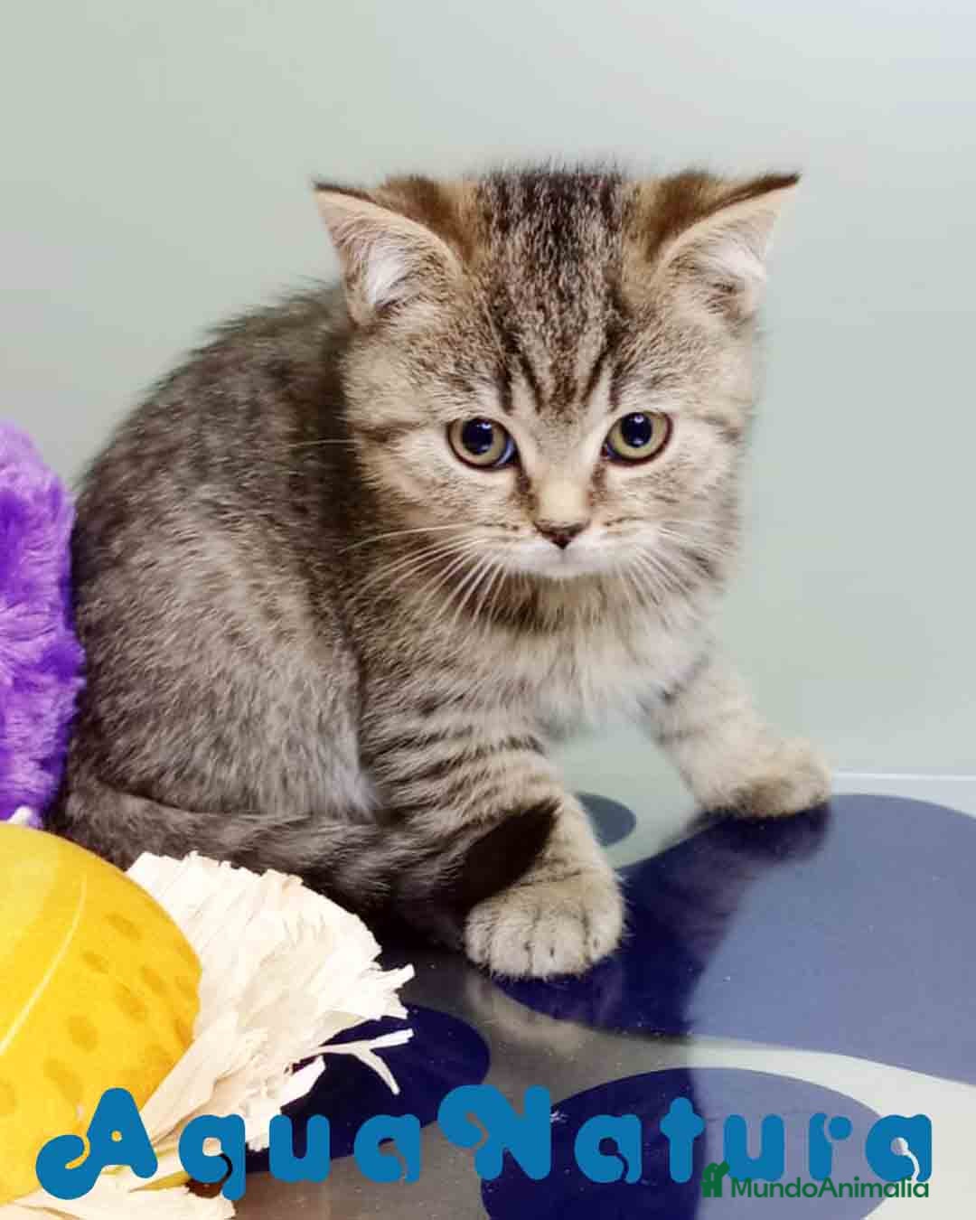 Británico de Pelo Corto gatos en venta: British Macho 4474 AQUANATURA - Anuncio 7