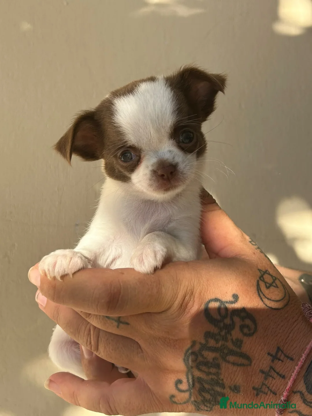 Chihuahua perros en venta: Chihuahua  - Anuncio 2